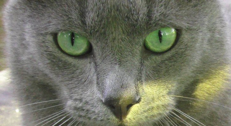 Сибирская голубая гладкошерстная