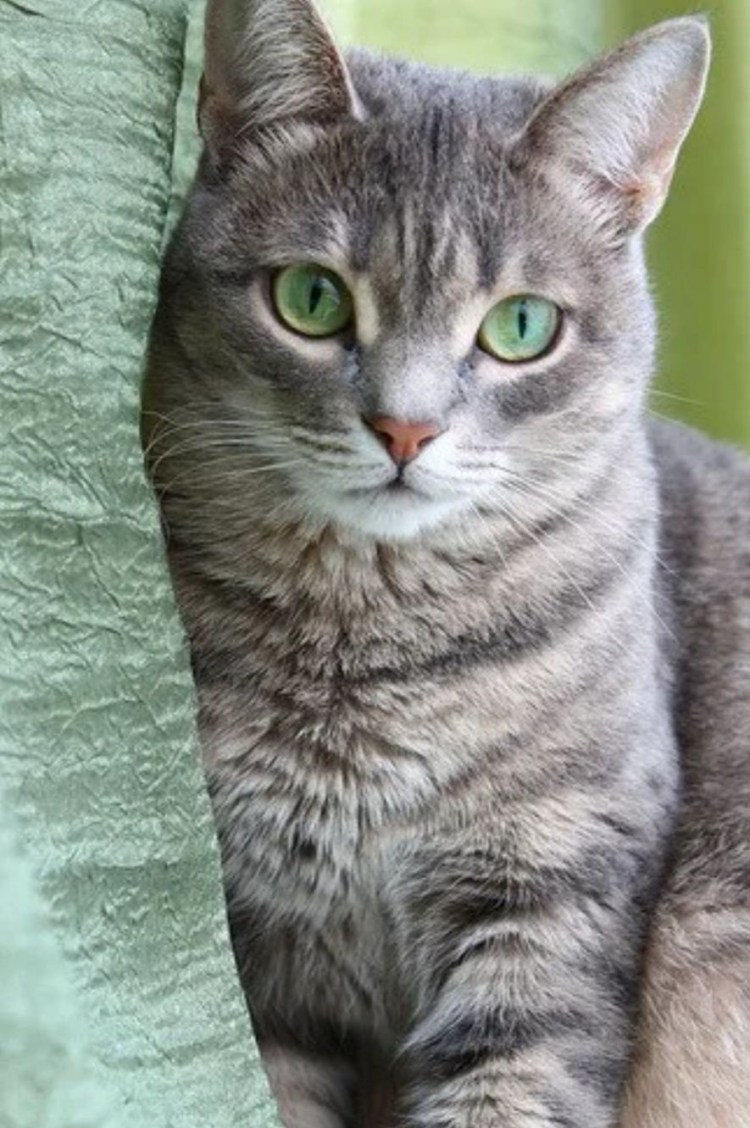 Кошка с зелеными глазами