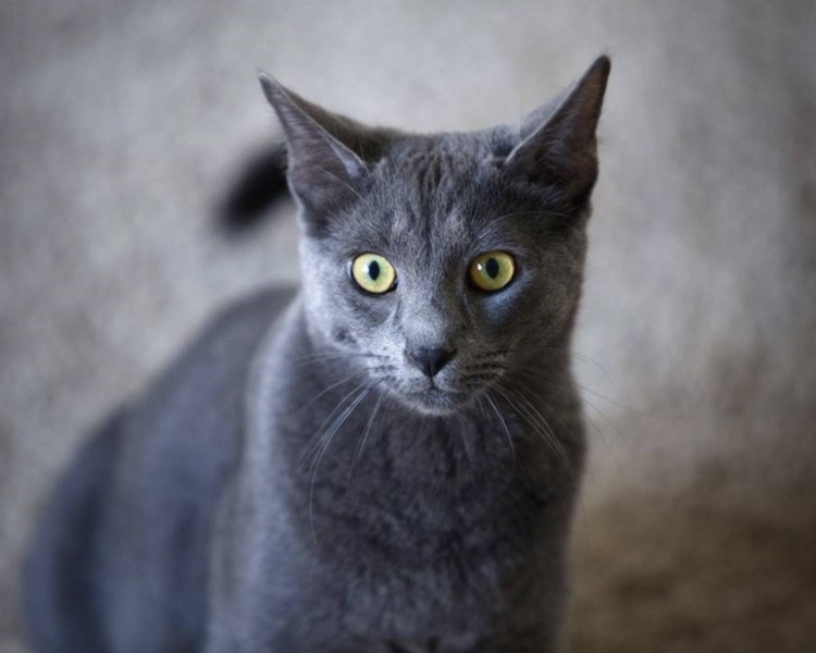 Нибелунг порода кошек