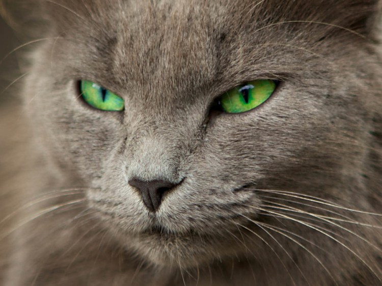 Кошки породы Нибелунг короткошерстная