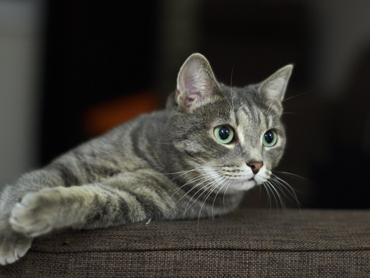 Ярославская дымчатая кошка