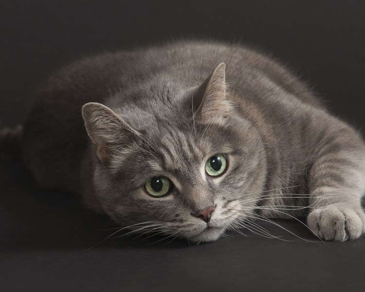 Русский голубой кот