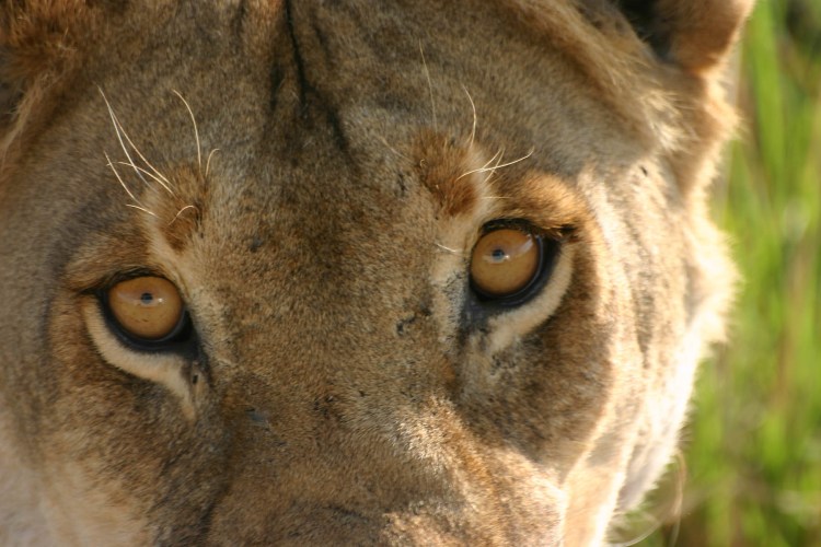 Глаза львицы