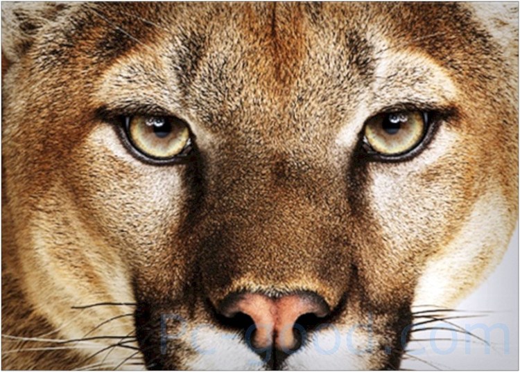 Глаза львицы