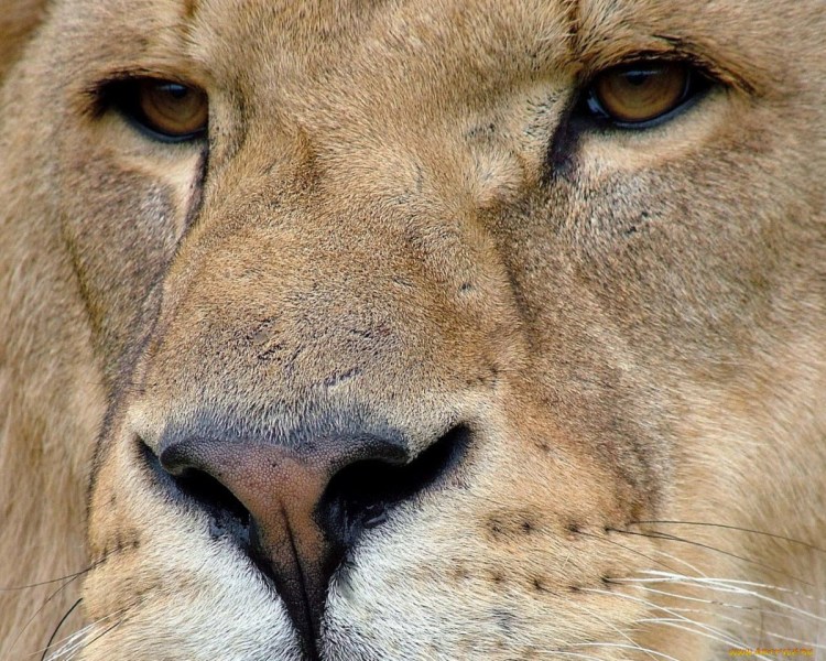 Глаза львицы крупным планом