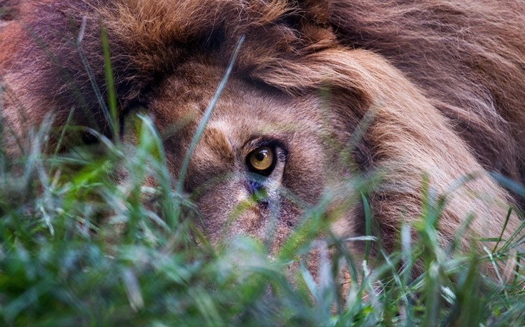 Лев в засаде