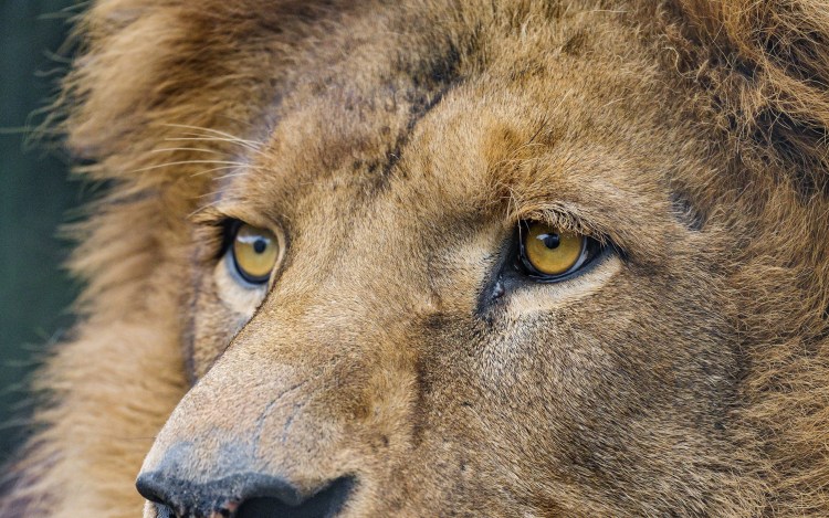 Голубоглазый Лев