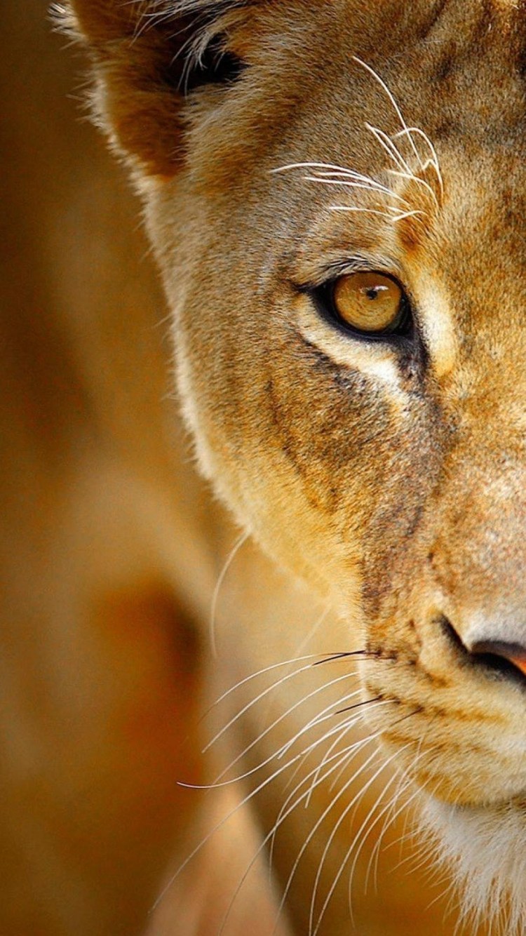 Игрушка Лев с грустными глазами