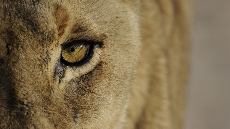 Глаза львицы крупным планом