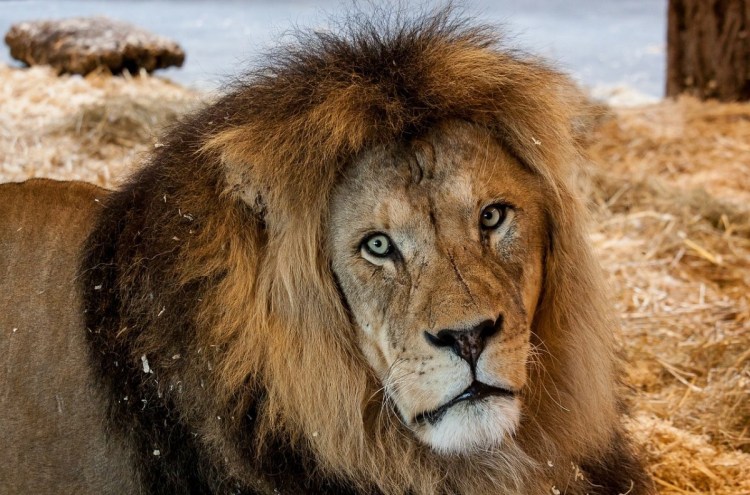 Цвет глаз у Льва