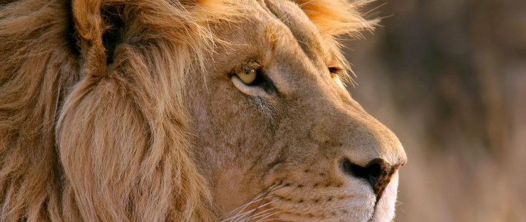 Львиные глаза