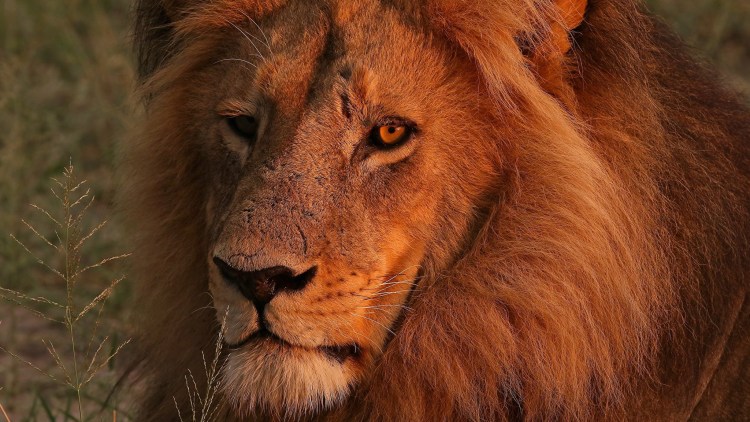 Лев портрет