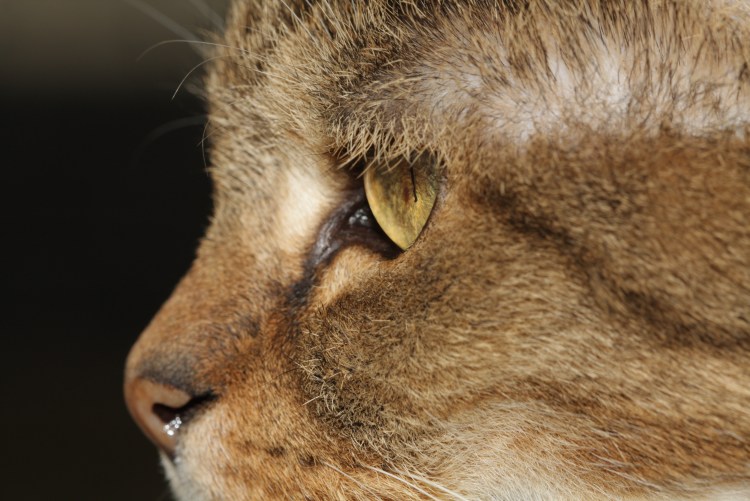 Слепой львёнок