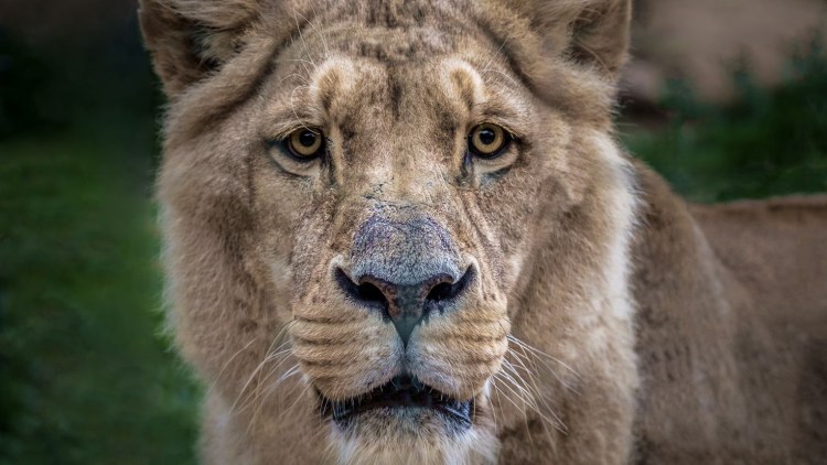 Взгляд Лева