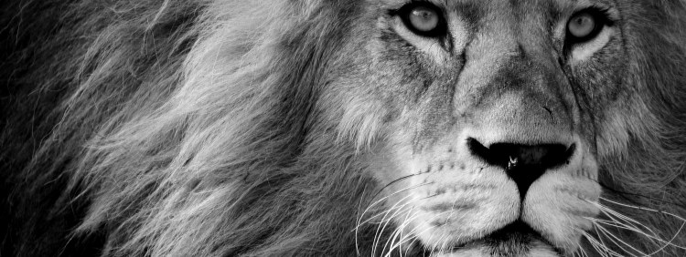 Глаза Льва