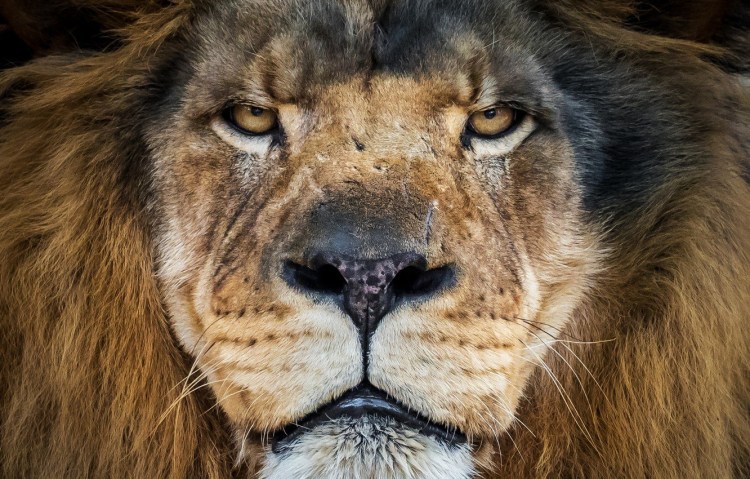 Взгляд Льва