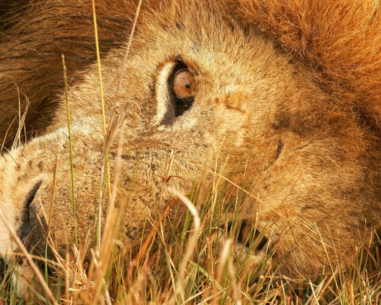 Львица черно белое