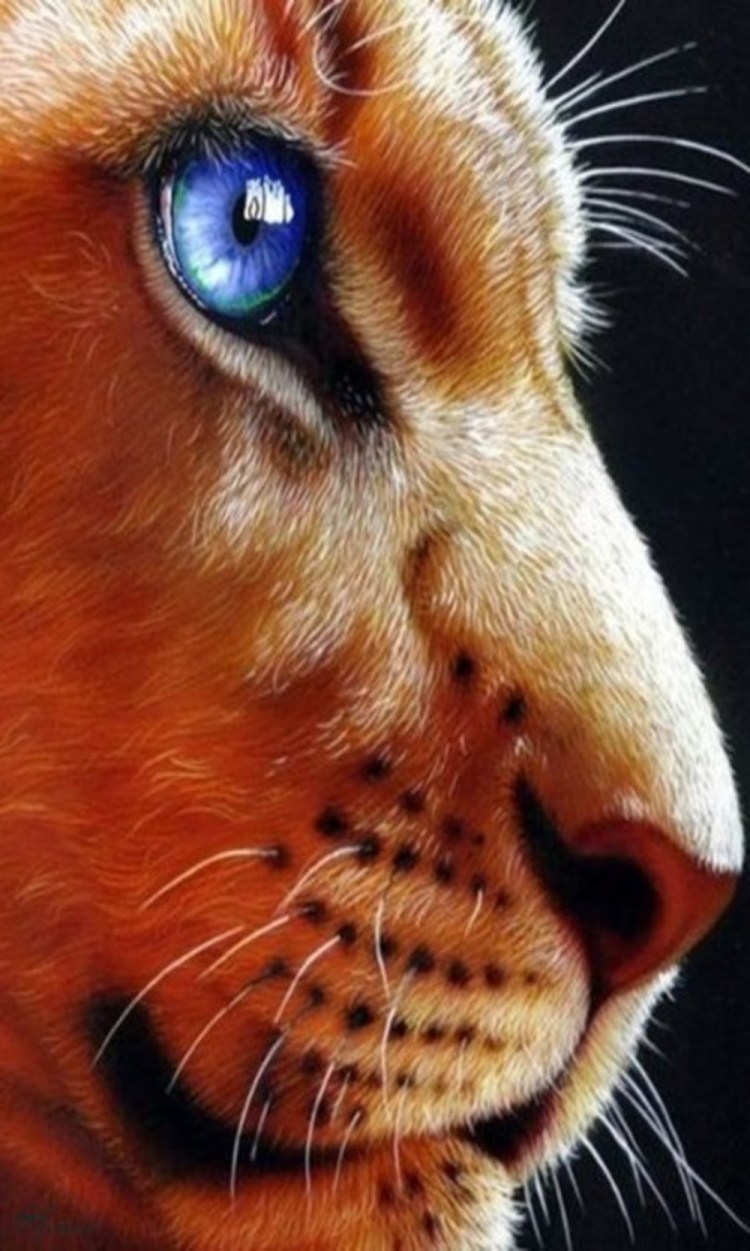 Глаза гепарда