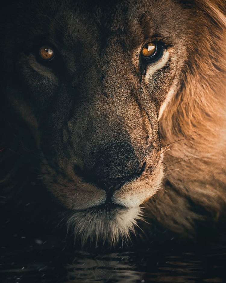 Лев сзеленыыми глазами