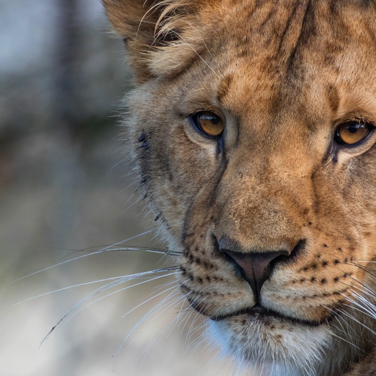 Взгляд львицы