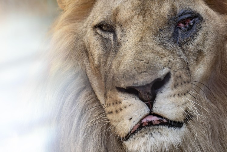 Львиный взгляд у человека