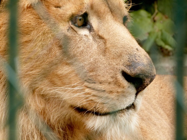 Глаза Льва фото