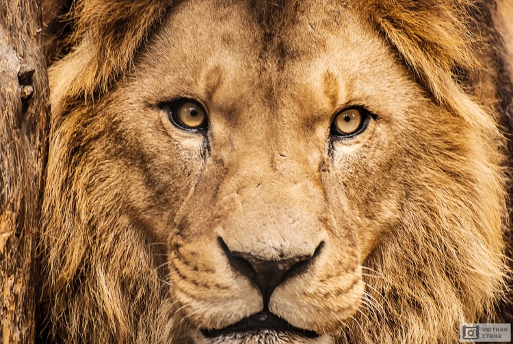 Фотообои Лев