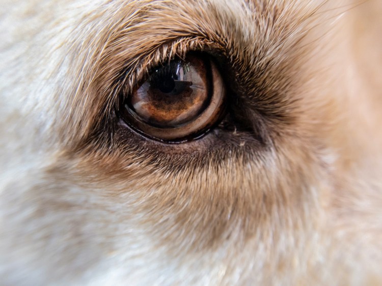 Глаза собаки