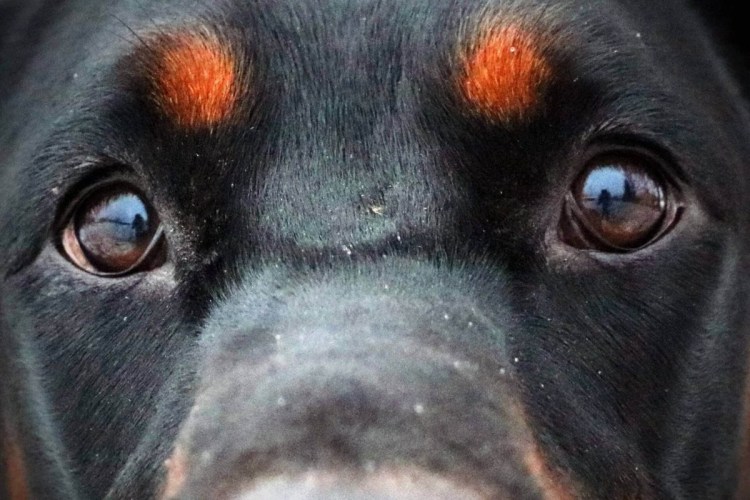 Собака с карими глазами