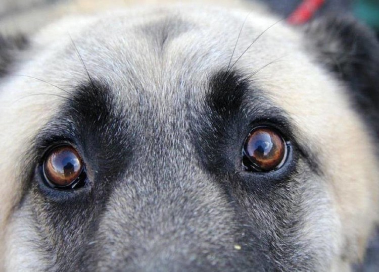 Глаза собаки