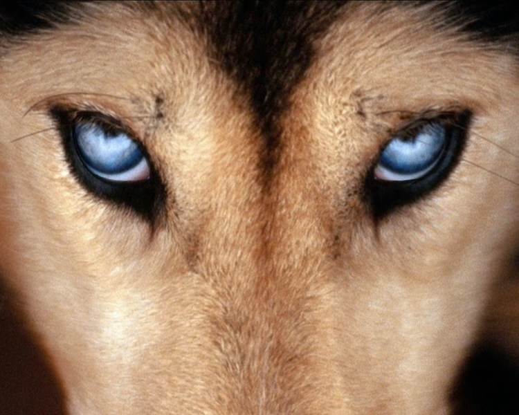 Собака с красивыми глазами