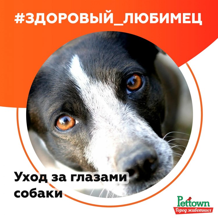 Зрение собак