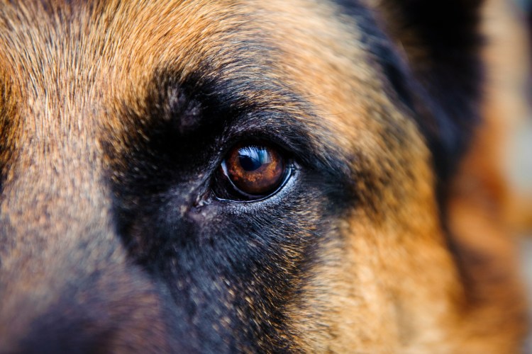 Глаза собаки