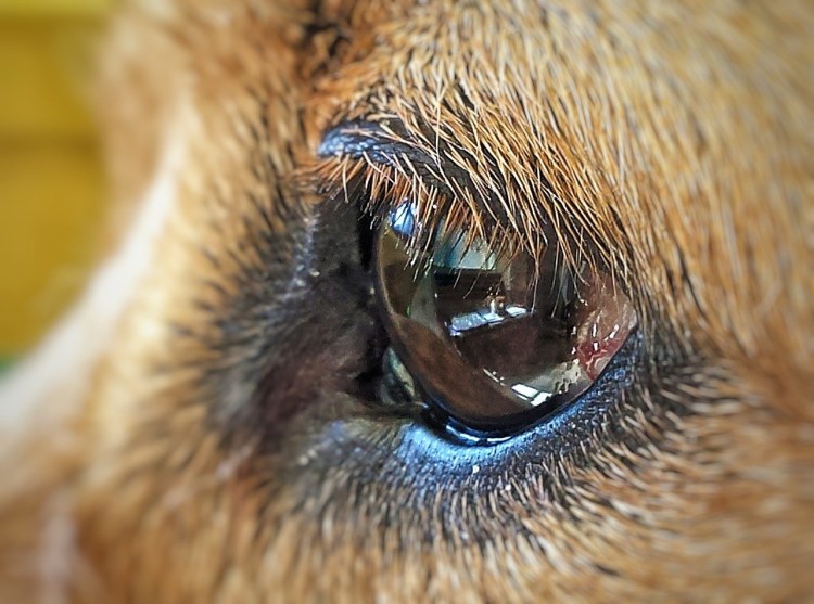 Глаза собаки