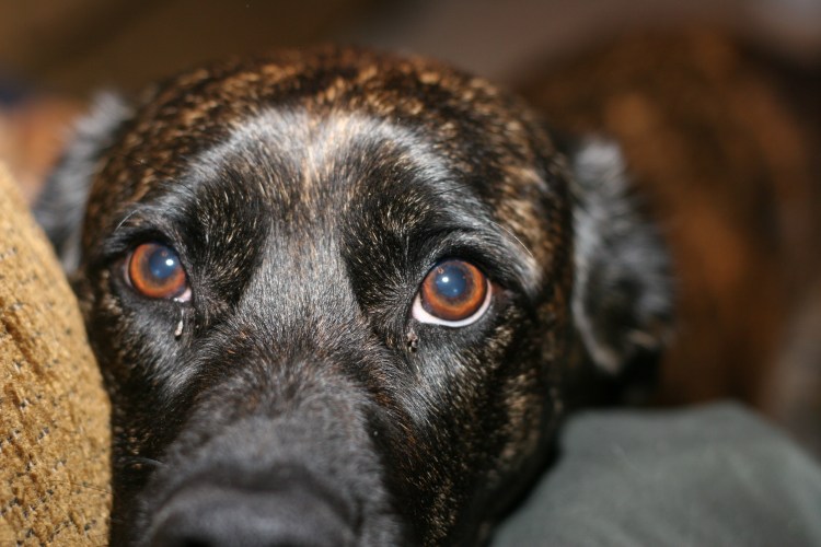 Собачий глаз