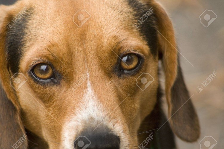 Глаза собаки