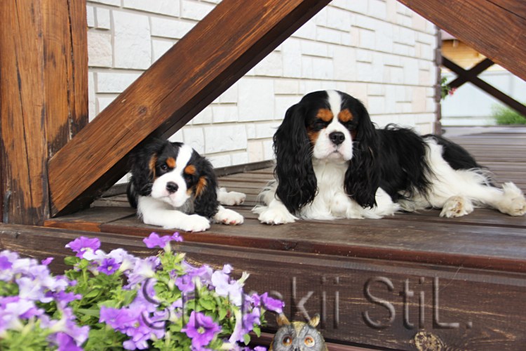 Кинг Чарльз спаниель выставка