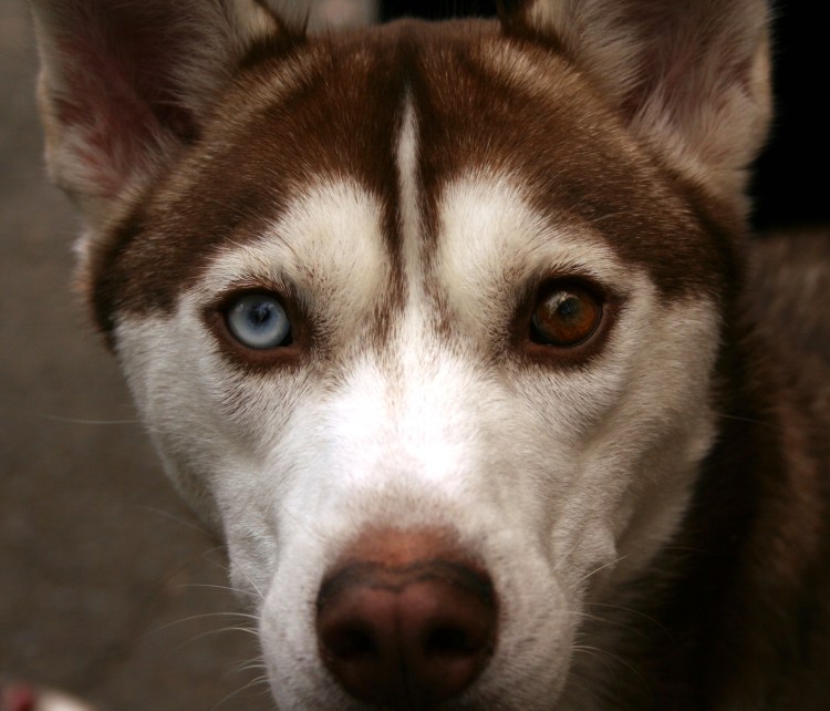 Хаски гетерохромия