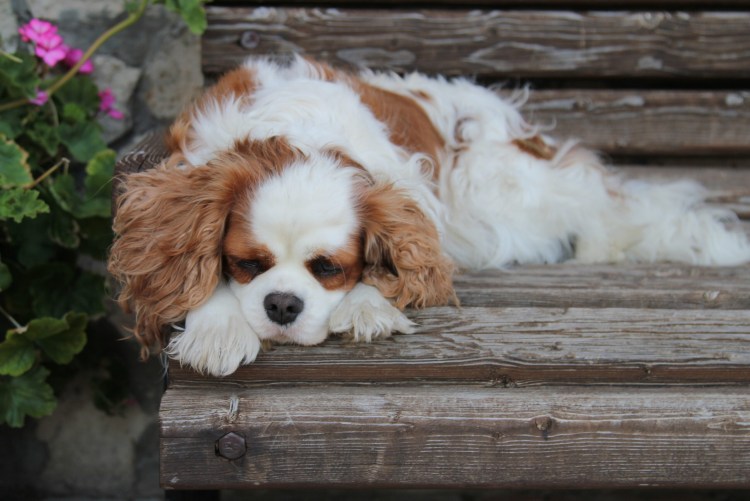 Кинг Чарльз спаниель мини