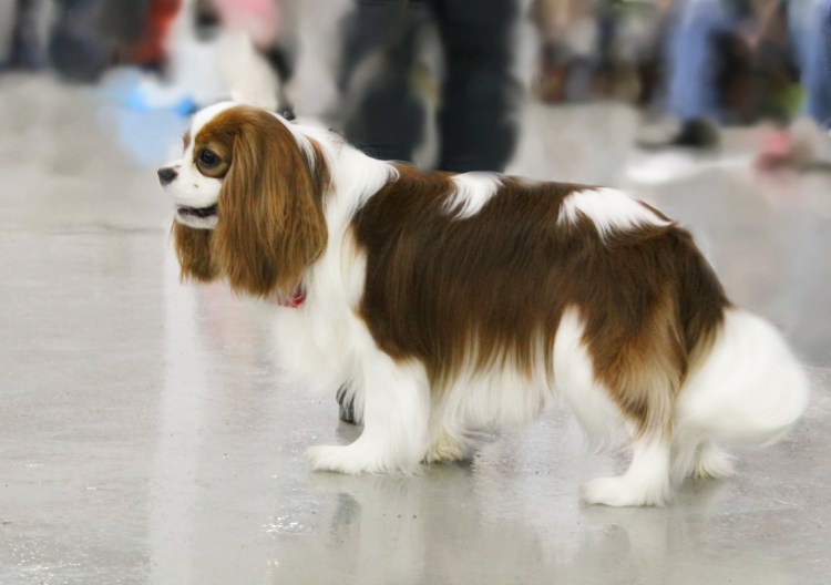 Кавалер Кинг Чарльз спаниель на выставке
