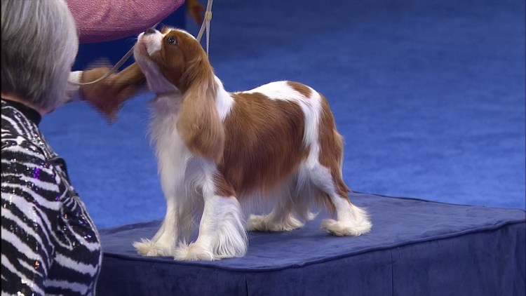 Грумминг кавалер Кинг Чарльз спаниеля