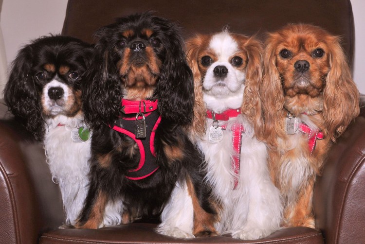 Кинг Чарльз спаниель Бленхейм