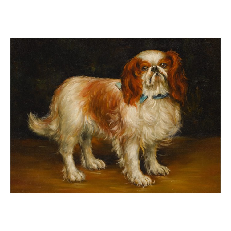 Кавел Кинг Чарльз спаниель