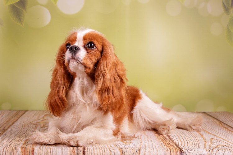 Кокер спаниель кавалер Кинг Чарльз