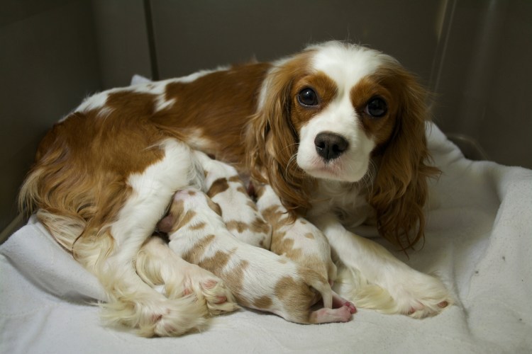 Кинг Чанг спаниель