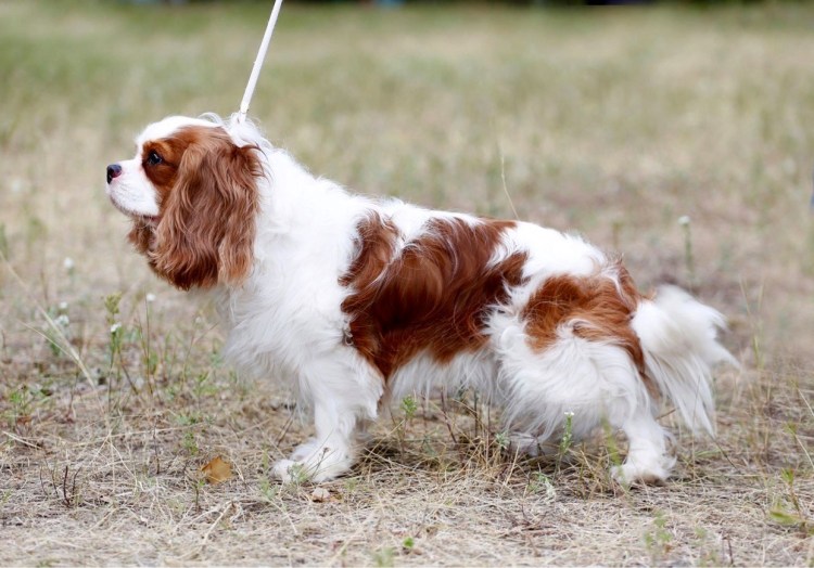 Кавалер-Кинг-Чарльз-спаниель Несса