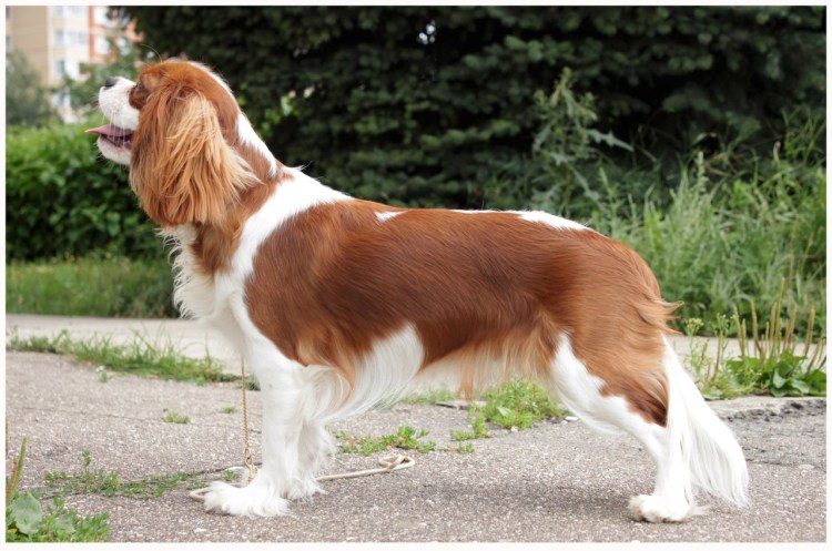 Кавалер Кинг Чарльз спаниель стандарт