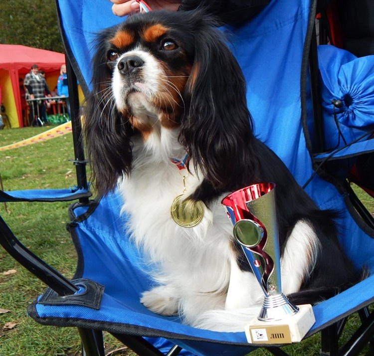 Кинг Чарльз спаниель выставка