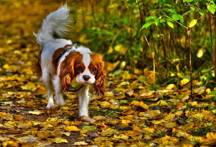 Кавалер спринг Чарльз спаниель