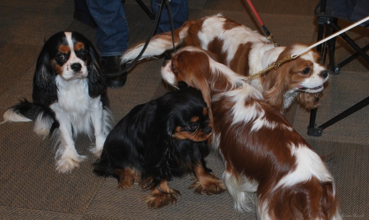 Кавалер Кинг Чарльз спаниель выставочные